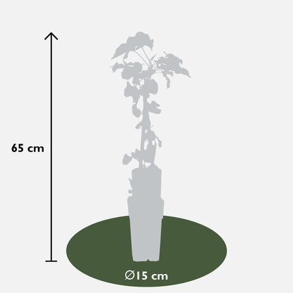 Buitenplant 3x Fallopia baldschuanica - Klimplant - Pot Ø 15cm Hoogte ↕ 65cm