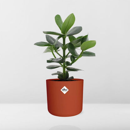 Kamerplant - Clusia Princess - Inclusief sierpot - Pot Ø 14cm