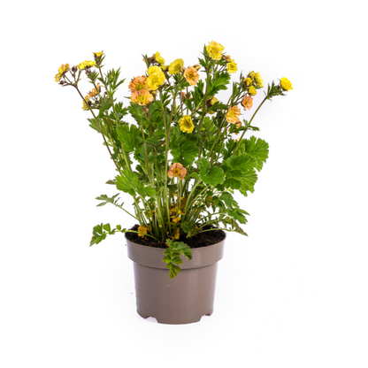 Buitenplant - Geum Rivale Yellow - Bloeiend - Pot Ø 19cm Hoogte ↕ 50-70cm
