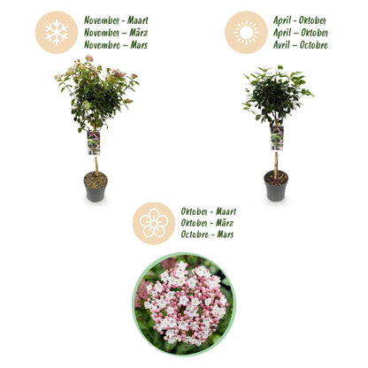 Buitenplant - Viburnum tinus 'Eve Price' op stam - Bladhoudend - Pot Ø 19cm Hoogte ↕ 90cm
