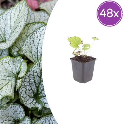 Buitenplant 48x Brunnera macrophylla 'Jack Frost' - Pot Ø 9cm Hoogte ↕ 10-25cm