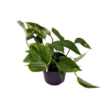 Kamerplant - Scindapsus (Epipremnum) Aureum - Pot Ø 12cm Hoogte ↕ 25cm