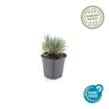 Buitenplant 6x Lavandula int. 'Edelweiss' - Bloeiend - Pot Ø 9cm Hoogte ↕ 10-25cm