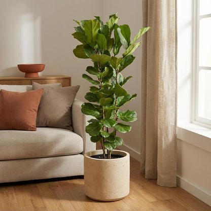 XL kamerplant - Ficus Lyrata struik - Pot Ø 27cm Hoogte ↕ 160cm