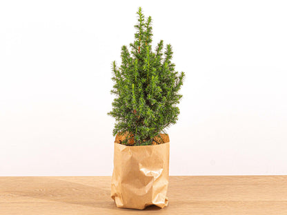 Buitenplant - Chamaecyparis Mini-kerstboom met Verlichting - Hoogte ↕ 25-30cm