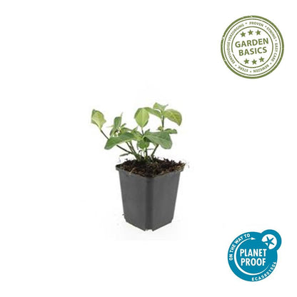 Buitenplant 48x Euonymus fort. 'Dart's Blanket' - Pot Ø 9cm Hoogte ↕ 10-25cm