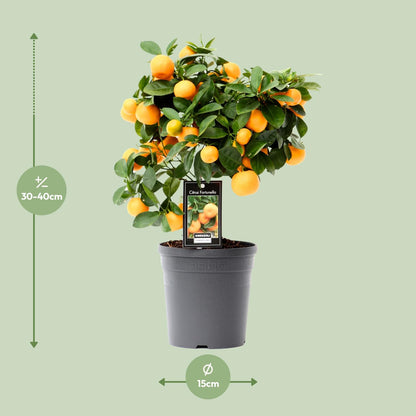 Kamerplant - Citrus Calamondin - Pot Ø 15cm Hoogte ↕ 40cm