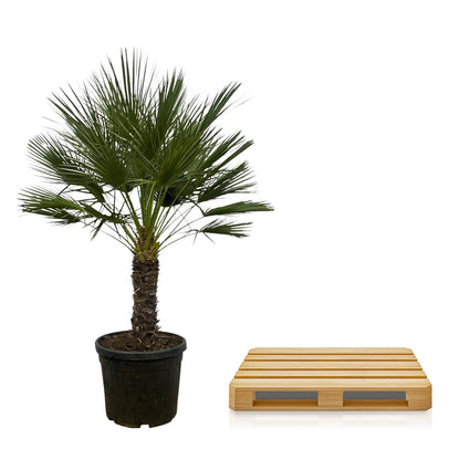 XL plant - Chamaerops humilis op Stam - Winterhard - Pot Ø 45cm Hoogte ↕ 150cm