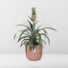 Kamerplant - Ananas Mi Amigo - Pot Ø 14cm