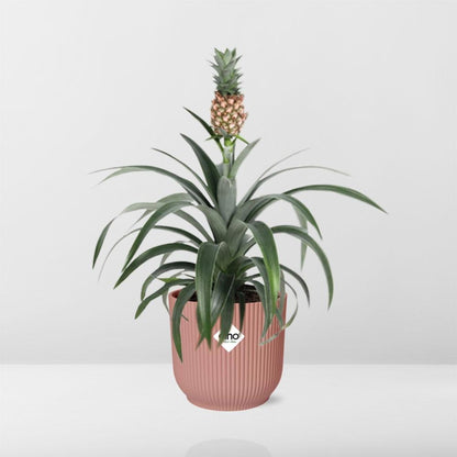 Kamerplant - Ananas Mi Amigo - Pot Ø 14cm