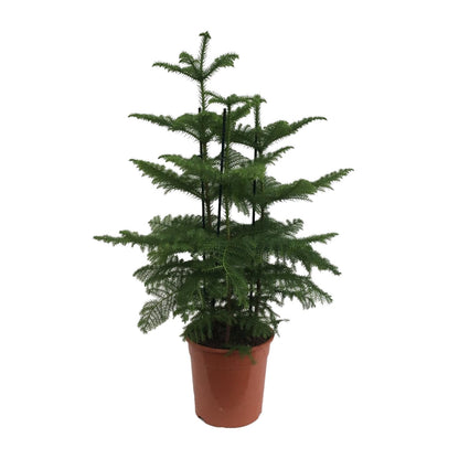 XL plant Araucaria - 2 takken - Pot Ø 27cm Hoogte ↕ 110cm