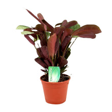 Kamerplant - Ctenanthe Amagris - Pot Ø 14cm Hoogte ↕ 25cm