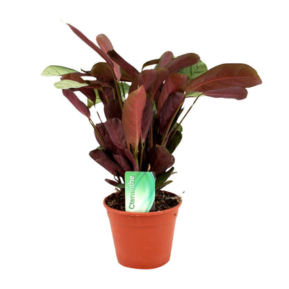Kamerplant - Ctenanthe Amagris - Pot Ø 14cm Hoogte ↕ 25cm