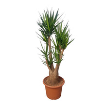 XL Kamerplant - Yucca Elephantipes vertakt - Pot Ø 55cm Hoogte ↕ 190cm