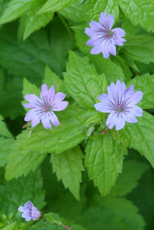 Buitenplant 12x Geranium nodosum - Bloeiend - Pot Ø 9cm Hoogte ↕ 10-25cm