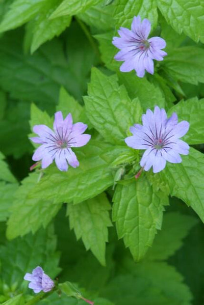 Buitenplant 12x Geranium nodosum - Bloeiend - Pot Ø 9cm Hoogte ↕ 10-25cm