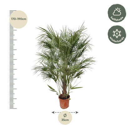 Buitenplant - Chamaerops Humilis struik - Pot Ø 30cm Hoogte ↕ 170cm