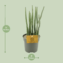 Kamerplant - Senecio Stapeliaeformis - Pot Ø 10,5cm Hoogte ↕ 15cm