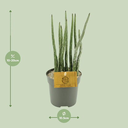 Kamerplant - Senecio Stapeliaeformis - Pot Ø 10,5cm Hoogte ↕ 15cm