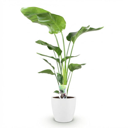 XL Kamerplant - Strelitzia Nicolai - Pot Ø 21cm Hoogte ↕ 110-120cm
