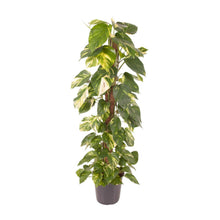 Kamerplant - Epipremnum Pinnatum - Luchtzuiverend - Pot Ø 24cm Hoogte ↕ 120cm