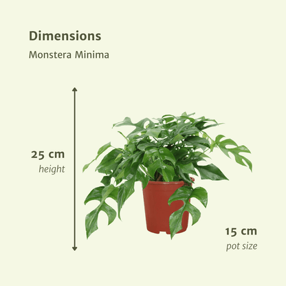 Kamerplant 2x Monstera Minima - Gatenplant - Pot Ø 15cm Hoogte ↕ 30cm