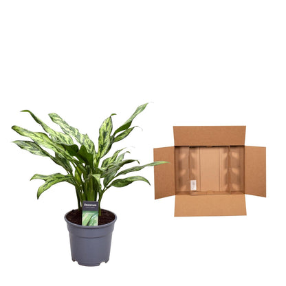Kamerplant - Aglaonema Juliette - Pot Ø 12cm Hoogte ↕ 40cm