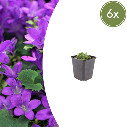 Buitenplant 6x Campanula portenschlagiana - Bloeiend - Pot Ø 9cm Hoogte ↕ 10-25cm