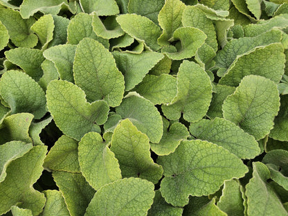 Buitenplant 24x Phlomis russeliana - Bloeiend - Pot Ø 9cm Hoogte ↕ 10-25cm