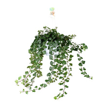 Kamerplant - Hedera Wonder Green - Pot Ø 17cm Hoogte ↕ 70cm