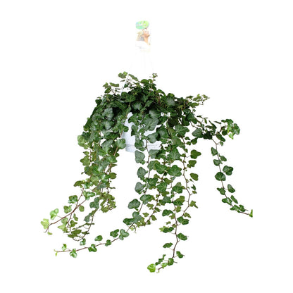 Kamerplant - Hedera Wonder Green - Pot Ø 17cm Hoogte ↕ 70cm