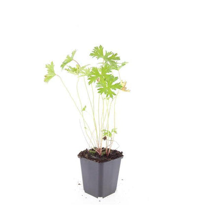 Buitenplant 24x Geranium 'Johnson's Blue' - Bloeiend - Pot Ø 9cm Hoogte ↕ 10-25cm