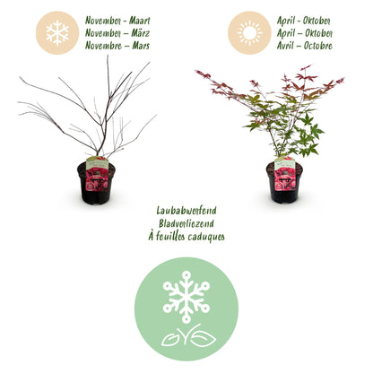 Buitenplant - Acer palmatum 'Beni Maiko' - Rood - Bladverliezend - Pot Ø 19cm Hoogte ↕ 70cm