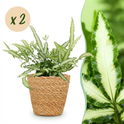 Kamerplant 2x Pteris cretica Albolineata - Lintvaren - Pot Ø 12cm Hoogte ↕ 20cm