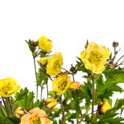 Buitenplant - Geum Rivale Yellow - Bloeiend - Pot Ø 19cm Hoogte ↕ 50-70cm