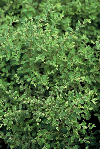 Buitenplant 60x Symphoricarpos ch. 'Hancock' - Pot Ø 9cm Hoogte ↕ 10-25cm
