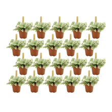 Kamerplant 20x - Tradescantia Tenderness - Pot Ø 5,5cm Hoogte ↕ 20cm