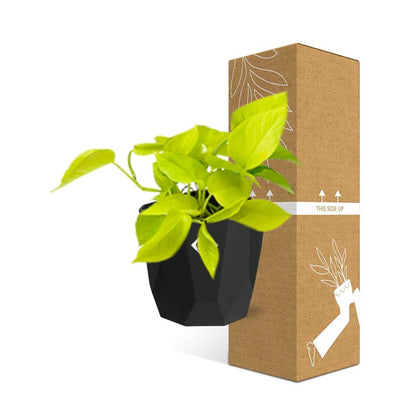 Kamerplant - Epipremnum Pinnatum 'Golden Pothos' - Hangplant - Pot Ø 14cm