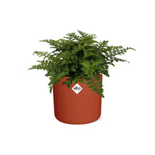 Kamerplant - Asplenium Parvati - Pot Ø 14cm