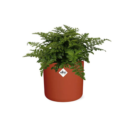 Kamerplant - Asplenium Parvati - Pot Ø 14cm