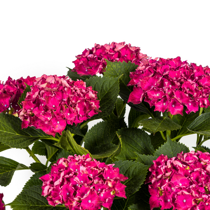 Buitenplant - Hydrangea Macrophylla Red - Bloeiend - Pot Ø 24cm Hoogte ↕ 70-80cm