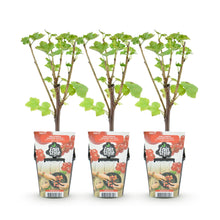 Buitenplant 3x Ribes rubrum 'Jonkheer van Tets' - Winterhard - Pot Ø 9cm