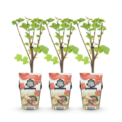 Buitenplant 3x Ribes rubrum 'Jonkheer van Tets' - Winterhard - Pot Ø 9cm