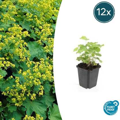Buitenplant 12x Alchemilla mollis - Pot Ø 9cm Hoogte ↕ 10-25cm