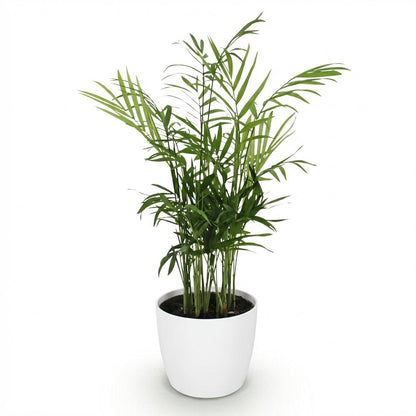 Kamerplant - Chamaedorea elegans - Goudpalm - Pot Ø 12cm Hoogte ↕ 15cm