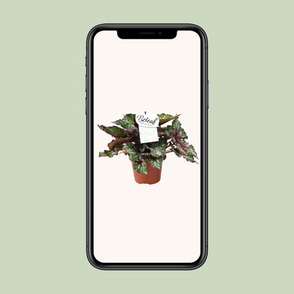 Kamerplant - Begonia Beleaf Alaska Creek - Pot Ø 17cm Hoogte ↕ 32cm