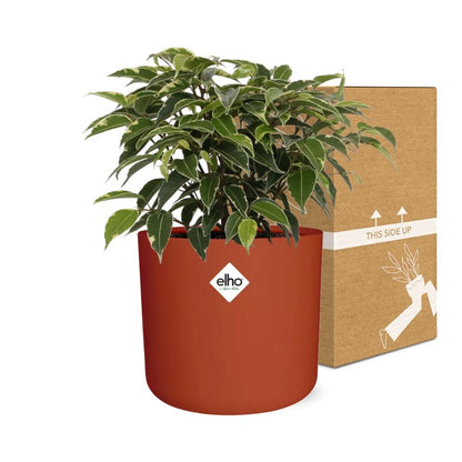 Kamerplant - Ficus Benjamina Kinky - Pot Ø 14cm