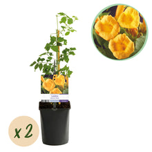 Buitenplant 2x Campsis radicans 'Flava' - Klimplant - Bloeiend - Pot Ø 11cm Hoogte ↕ 40cm