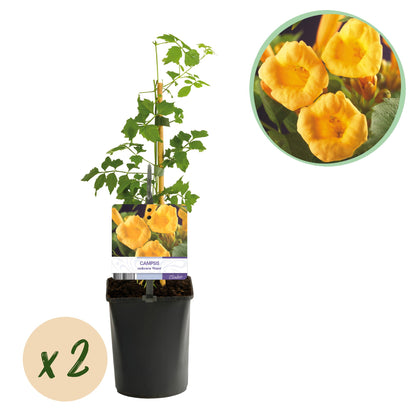 Buitenplant 2x Campsis radicans 'Flava' - Klimplant - Bloeiend - Pot Ø 11cm Hoogte ↕ 40cm