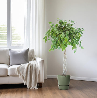 XL kamerplant - Ficus Safrana / Golden King Gevlochten - Pot Ø 27cm Hoogte ↕ 110cm